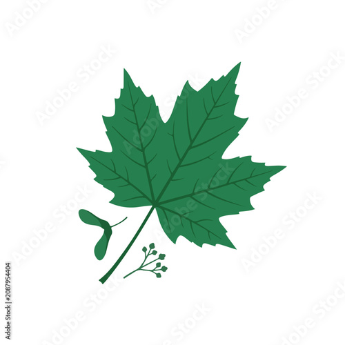 Foto This green maple leaf illustration features detailed veins, a winged seed, and tiny flower buds, isolated on a clean white background