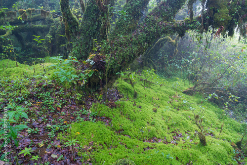 Fotografía Moss forest ground with lush green moss and small plants under large moss covere