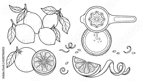 Cuadro en lienzo Hand-drawn citrus fruit vector illustration set, fresh lemon and orange line art