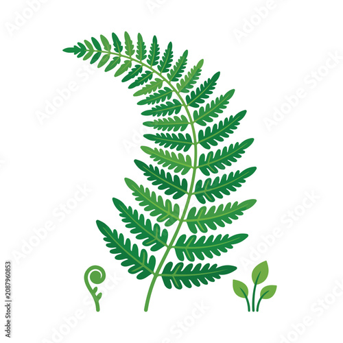 Φωτογραφία Detailed green fern vector illustration featuring a curved frond with intricate leaflets, a small fiddlehead, and tiny sprouts on white