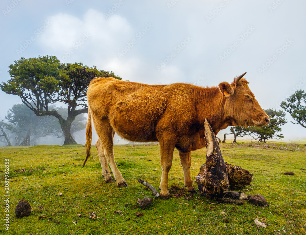 Fototapeta premium A brown cow standing on a green pasture next to ancient trees in the mysterious morning fog of Fanal Forest, Madeira.
