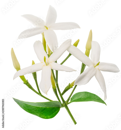 A fresh branch of white jasmine flowers blooming with vibrant green leaves, isolated on a white background. Natural perfume ingredient.