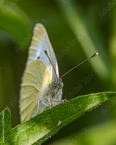 Head on macro image of a green veined white butterfly shown the yellow under wings.