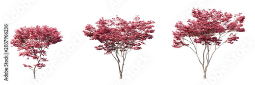Cuadro en lienzo Red Japanese maple trees collection isolated on transparent background for autum
