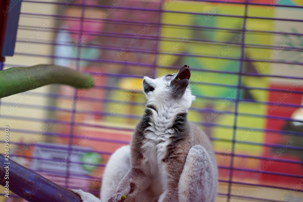 Fototapeta premium ring-tailed lemur in a cage looking up