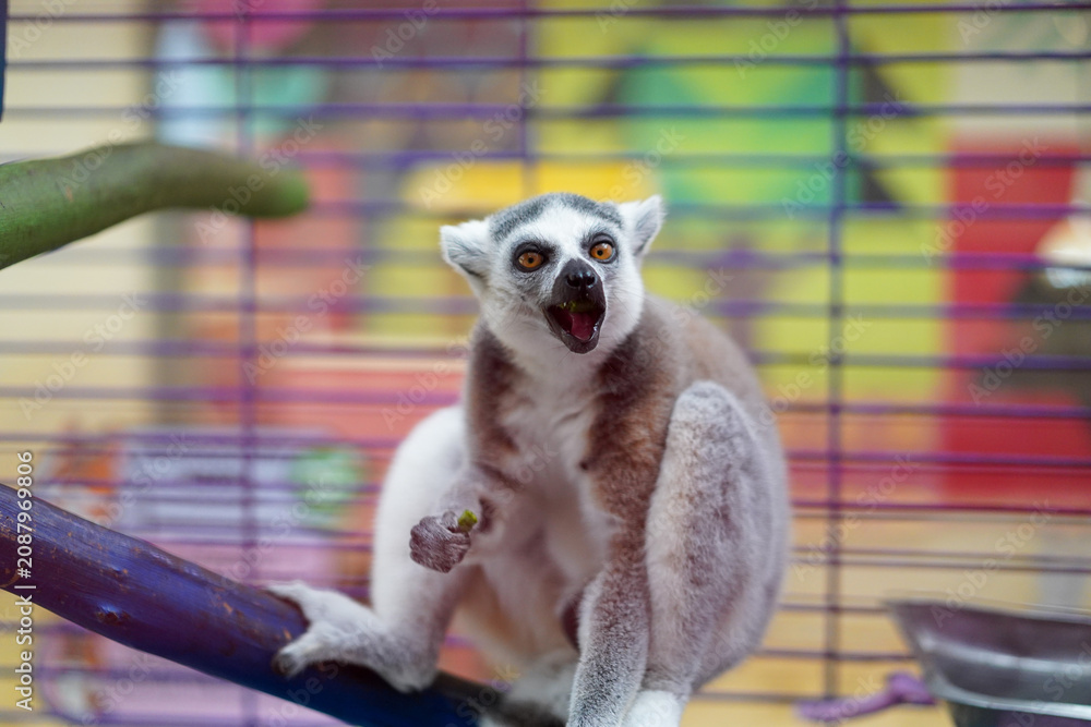 Fototapeta premium Ring-tailed lemur sitting on a branch in a colorful cage