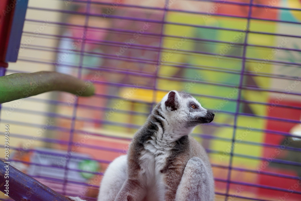 Fototapeta premium ring-tailed lemur in a colorful cage looking up
