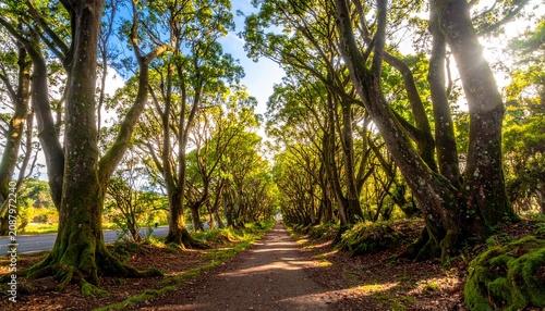 Sunlit Pathway Through a Forest of Tall Trees Leading to an Open Road land
