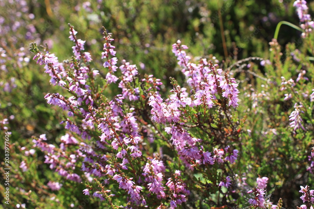 Obraz premium Delicate pink heather flowers bloom vibrantly in a sunlit natural meadow