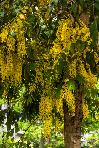 A close-up of a golden shower tree in late spring/early summer, its branches laden with golden clusters of flowers, inflorescences, green leaves, and long, narrow pods.