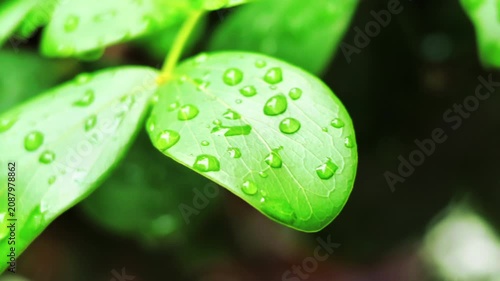 Macro Close-Up of Fresh Rain Droplets on Green Leaf in Natural Morning Light 