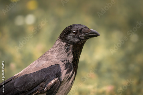 Konstfotografi Close-up portrait of a hooded crow with grey and black plumage against a blurred