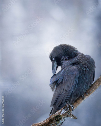 Foto Raven in a winter landscape
