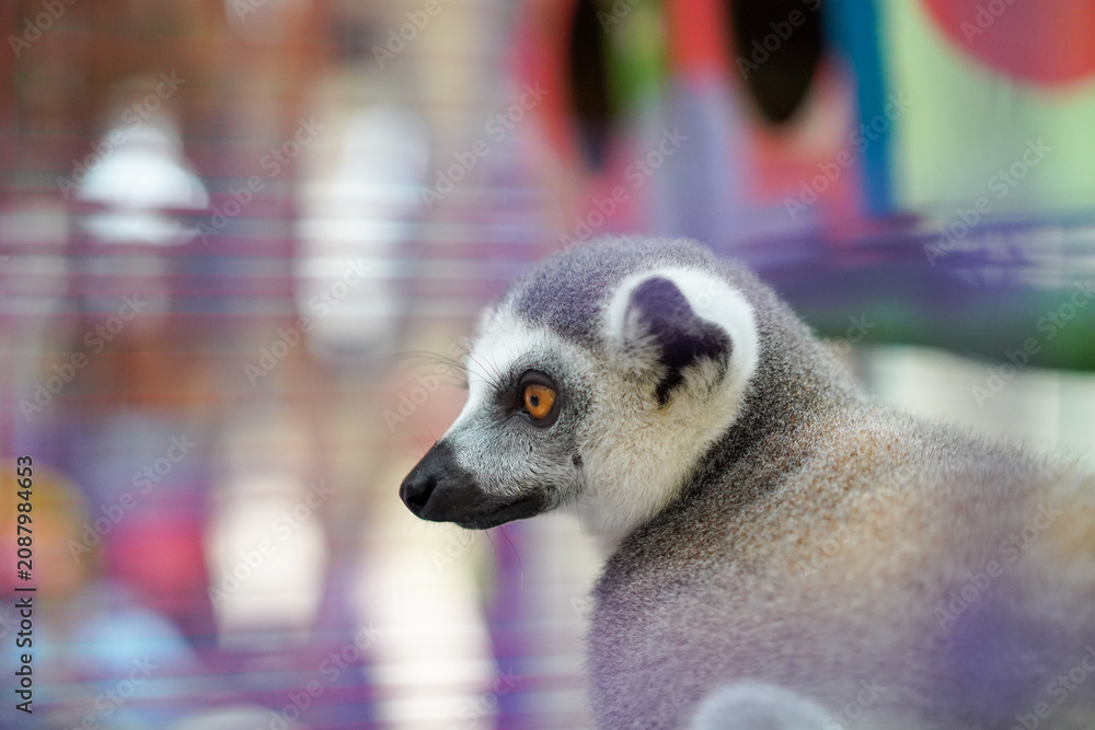 Fototapeta premium ring-tailed lemur in cage with colorful background