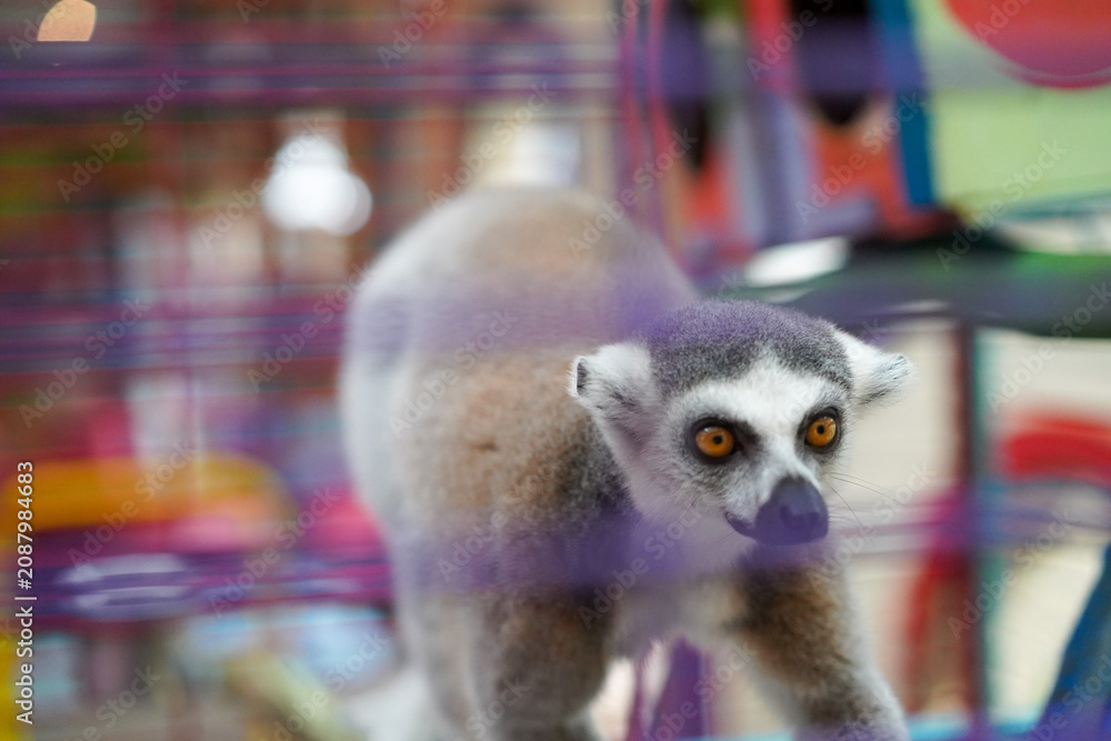 Fototapeta premium Ring-tailed lemur with orange eyes behind purple cage bars
