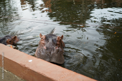 Foto hippopotamus in water with head above surface looking at camera