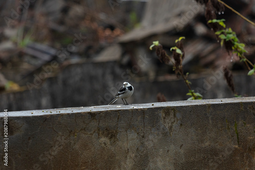 White wagtail bird standing on a concrete wall outdoors with a blurred background