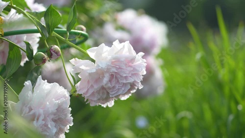 Flowerbed of lush aromatic peonies flowers with pink and white petals blooming outdoors in summer, fragrant blossoming ornamental peony growing in garden, decorative flowers with leaves in full bloom.