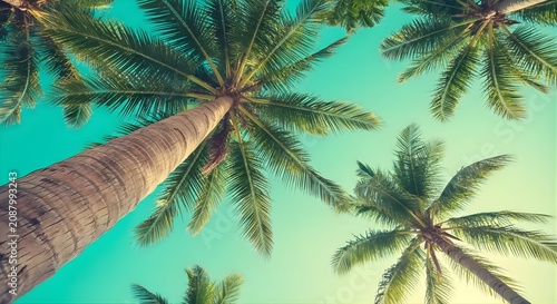 Looking Up At Tall Palm Trees Against A Bright Blue Sky.