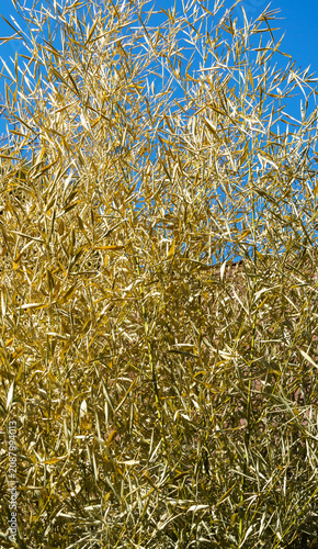 Dry yellow leaves bamboo Phyllostachys aureosulcata with slender, yellowish-green leaves, creating a textured pattern of intertwined stems and foliage against blue sky