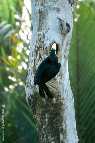 Foto Wild Black Hornbill Peeking from Tree Hollow Nest in Tropical Rainforest