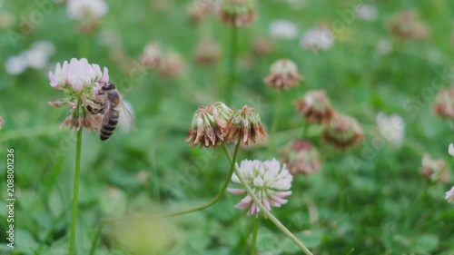Bee foraging on pale pink clover blossoms in meadow, legs touching petals while body leans downward in soft daylight, with wilted blooms, green grass, natural blur, gentle motion