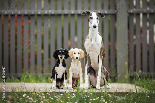 two saluki puppies and a spanish galgo dog posing together outdoors