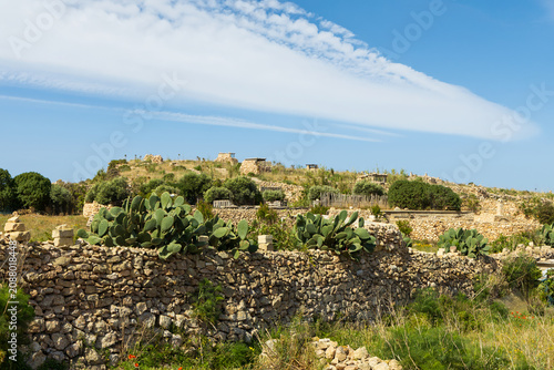 Prickly Pear Cacti and Dry Stone Walls in Gozo, Malta
