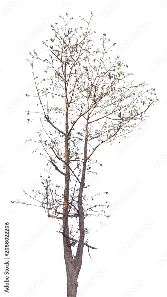 Fototapeta premium Dry leafless tree branch isolated on transparent background.