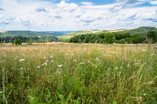 Photos Moselle valley landscape, grassland and forest, summer meadow with flowers, rhin