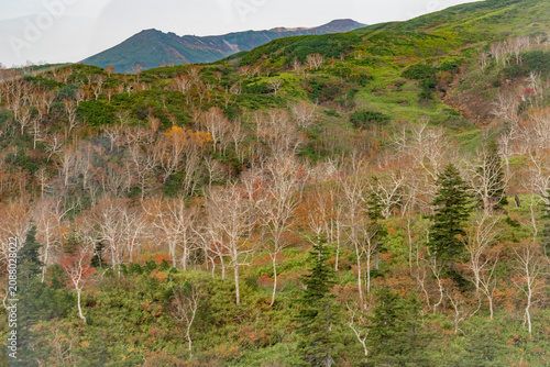 Bilde på lerret 旭岳中腹からの風景