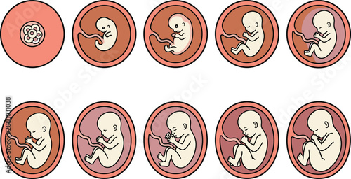 Foto Human Fetal Development and Pregnancy Stage Icon Set Showing Embryo Growth and F