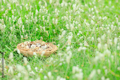 Quail eggs in basket on green grass with white flowers blooming, Partridge eggs