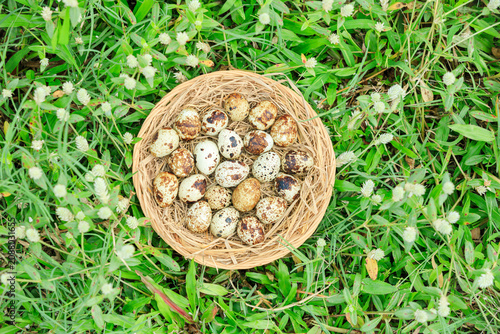 Quail eggs in basket on green grass with white flowers blooming, Partridge eggs