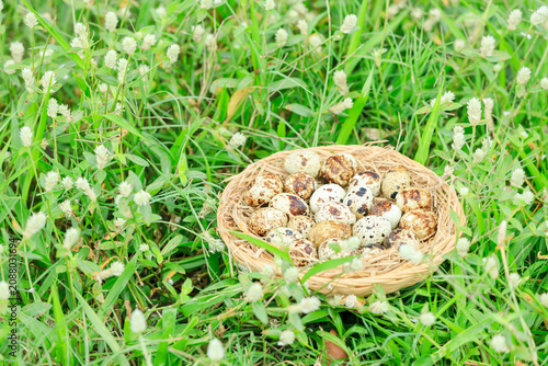 Quail eggs in basket on green grass with white flowers blooming, Partridge eggs