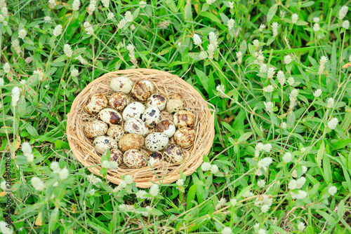 Quail eggs in basket on green grass with white flowers blooming, Partridge eggs