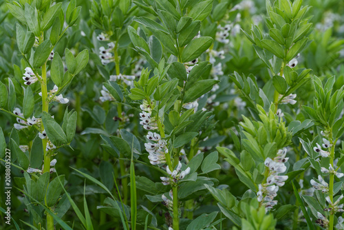 flowering field bean - 