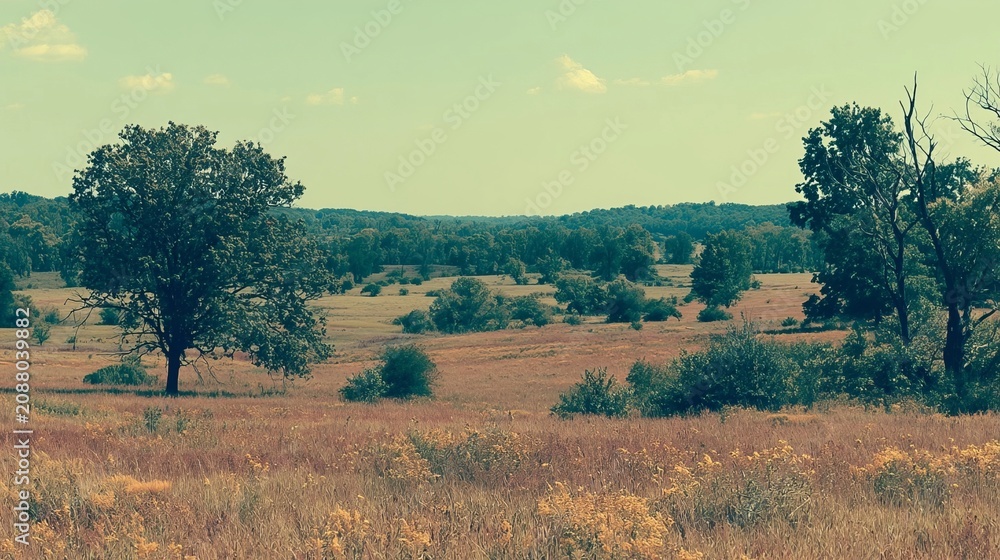 Fototapeta premium Panoramic view of a golden summer field with lone trees under warm morning light and rural scenery.