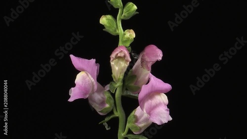 Bocca di leone comune (Antirrhinum majus) – Timelapse della fioritura di un elegante fiore ornamentale
