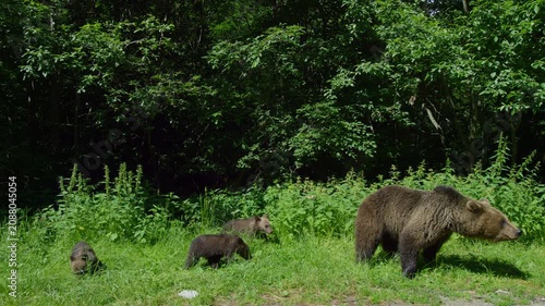 Mother Brown Bear With Cubs on Transfagarasan Road