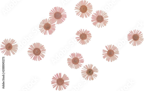 Pink Vintage Pressed Dried Chamomile Flowers Top View