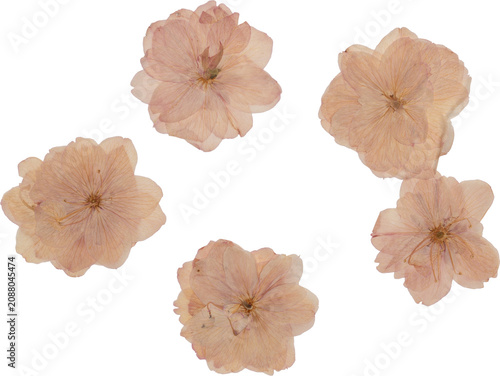 Pink Vintage Pressed Cherry Blossoms