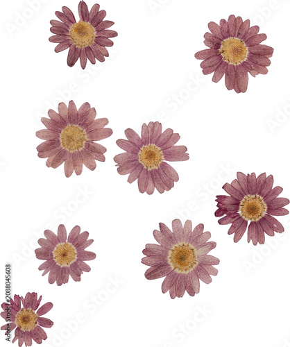 Collection Purple Vintage Pressed Dried Daisy Flowers