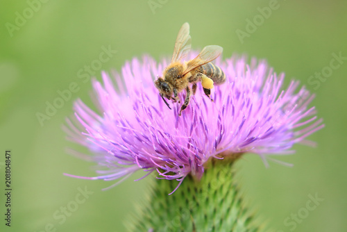 Honey Bee collecting pollen on wildflower