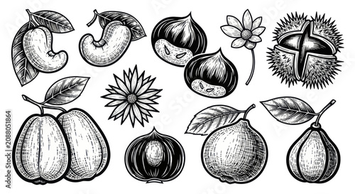 Fotografía Vintage Engraved Nuts and Fruits Collection.