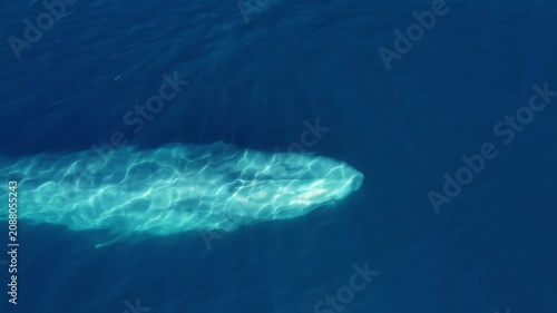 Aerial 4k shot of a massive blue whale surfacing and blowing water in the deep blue ocean near La Ventana, Baja California Sur, México.