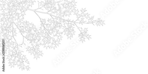 Japanese maple tree branch with leaves line art illustration, black and white outline sketch