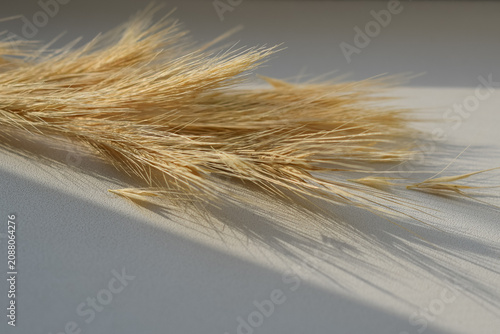 Φωτογραφία Close up angled shot of dried decorative grass with harsh shadows on white backg