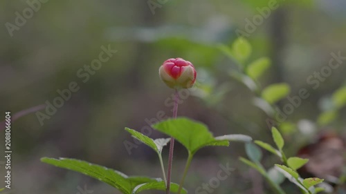 Close-up of a pink cloudberry flower bud rising above green leaves in a forest, captured with shallow depth of field and natural bokeh. Ample copy space