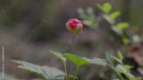 Close-up of a pink cloudberry flower bud rising above green leaves in a forest, captured with shallow depth of field and natural bokeh. Ample copy space
